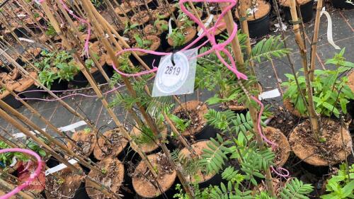 2 SORBUS HUPHENSIS 'APRICOT'