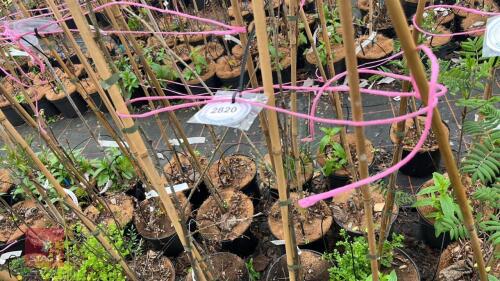 4 ULMUS LETECE 'NANGUEN'