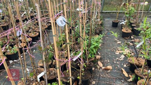 3 ULMUS GLABRA LUTESCENS