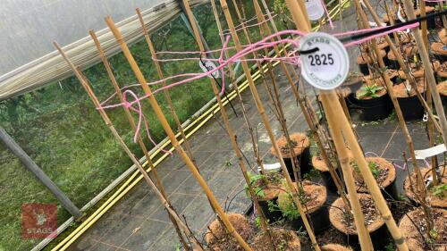 5 SORBUS 'VILMORINII'