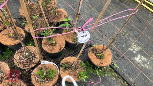 3 SORBUS 'JOSEPH ROCK'