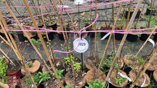 4 SORBUS 'JOSEPH ROCK'