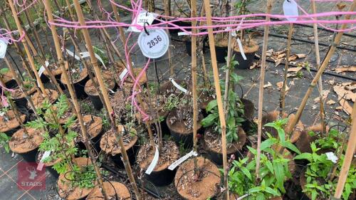 4 SORBUS HUPHENSIS