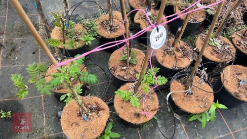3 SORBUS HUPHENSIS 'APRICOT'
