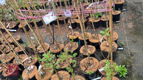 4 SORBUS HUPHENSIS 'APRICOT'