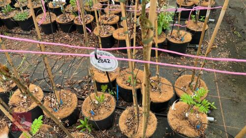 3 SORBUS 'EASTERN PROMISE'