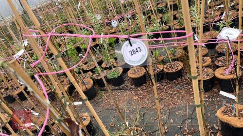3 SORBUS 'EASTERN PROMISE'