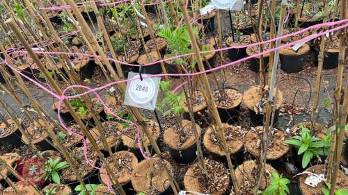 5 SORBUS COMMIXTA