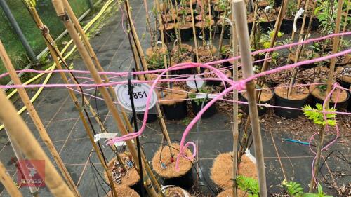 5 SORBUS 'COMMIXTA'