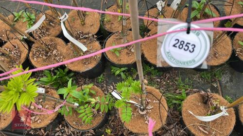 5 ROBINIA X MARGARETTA 'PINK CASCADE'