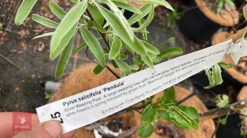 5 PYRMS SALICIFOLIA 'PENDULA'