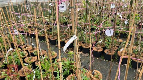 3 CRATAEGUS LAEVIGATA ROSEA FLORE PIENO