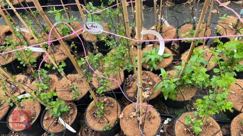 10 CRATAEGUS LAEVIGATA ROSEA FLORE PIENO