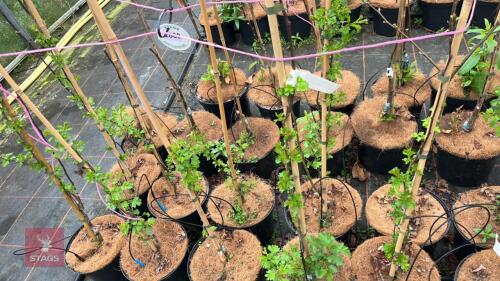 10 CRATAEGUS LAEVIGATA 'CRIMSON CLOUD'