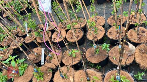 4 CASTANEA SATIVA 'ALBOMARGINATA'