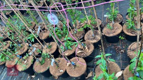 5 CASTANEA SATIVA 'ALBOMARGINATA'