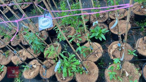 5 CASTANEA SATIVA 'ALBOMARGINATA'
