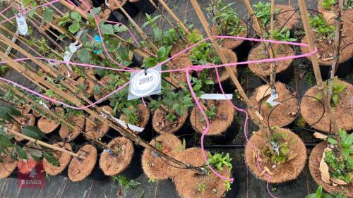 5 CASTANEA SATIVA 'ALBOMARGINATA'