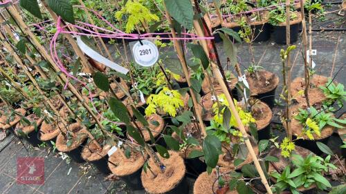 3 COTONEASTER X WATERERI 'AVONBANK'