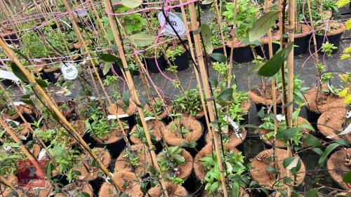 3 COTONEASTER HYBRIDUS PENDULUS