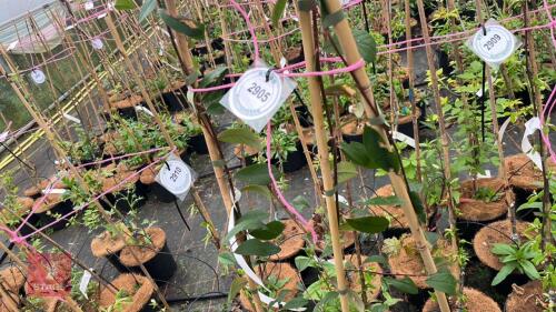 3 COTONEASTER HYBRIDUS PENDULUS