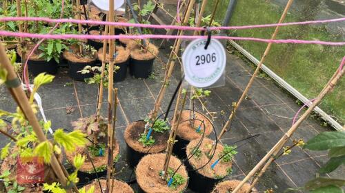 3 ACER PLATANOIDES LACINIATUM