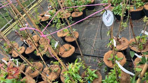3 CARPINUS BETULUS 'FASTIATA'