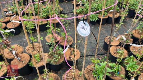 6 CARPINUS JAPONICA