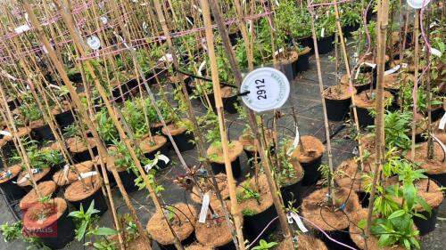 6 CARPINUS JAPONICA