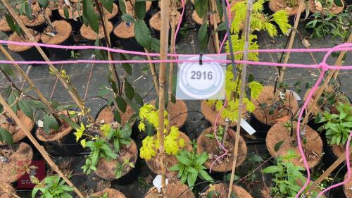 5 ACER PLATANOIDES 'DRUMMONDII'