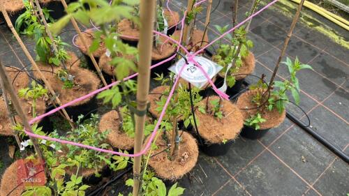 5 ACER NEGUNDO 'FLAMINGO'