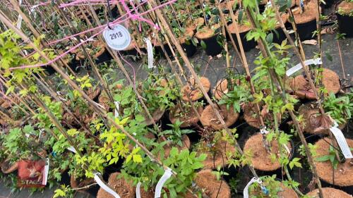 5 MIXED ACERS