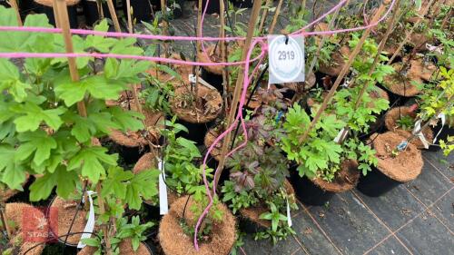 5 ACER CAMPESTRE 'WILLIAM CALDWELL'