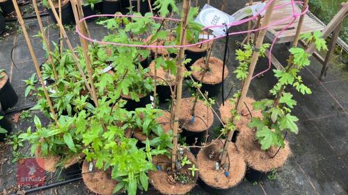 4 ACER CAMPESTRE 'RUBY GLOW'