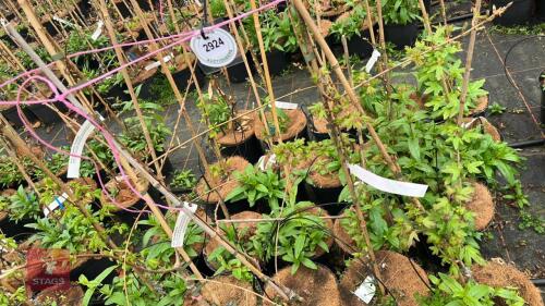 5 ACER CAMPESTRE 'RUBY GLOW'