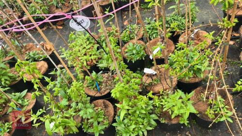 5 ACER CAMPESTRE 'PENDULA'