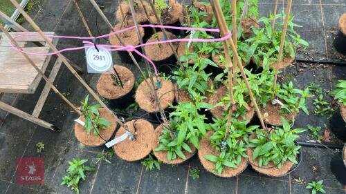5 QUERCUS COCCINEA SPLENDENS