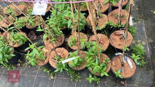 5 QUERCUS COCCINEA SPLENDENS