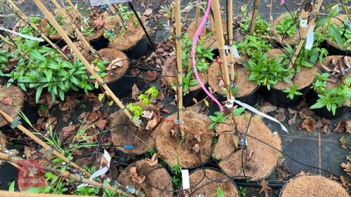 3 TILIA CORDATA 'WINTER ORANGE'