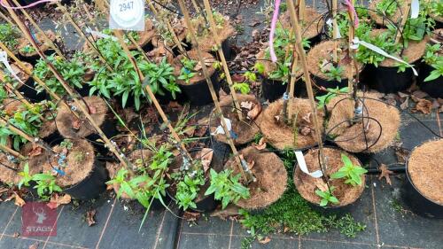 4 TILIA PLATYPHYLLOS LACINIATA