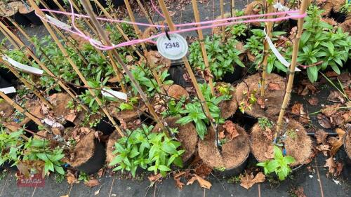 4 TILIA PLATYPHYLLOS LACINIATA