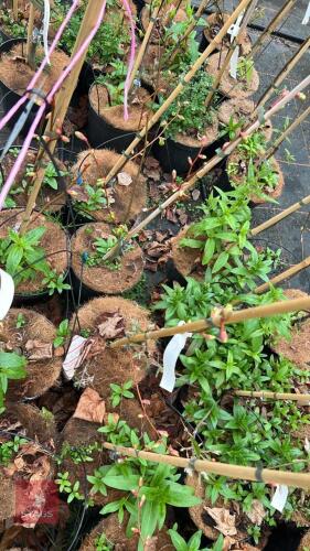 4 TILIA CORDATA 'WINTER ORANGE'