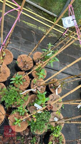 4 TILIA CORDATA 'WINTER ORANGE'
