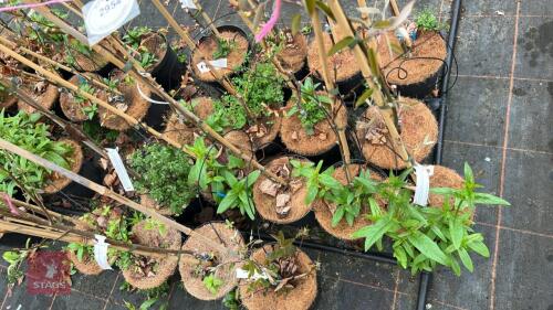 5 MIXED AMELANCHIER