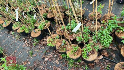 4 AMELANCHIER CANADENSIS RAINBOW PILLAR
