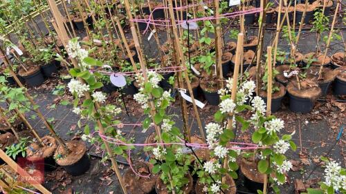 4 AMELANCHIER GRANDIFLORA