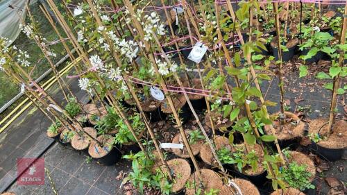 4 AMELANCHIER LAMARCKII 'SNOWFLAKE' TREE