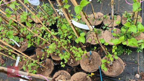 5 BETULA ERMANII BIRCH TREES