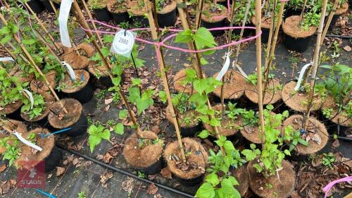 4 BETULA ARMANII 'GRAYSWOOD HILL' BIRCH