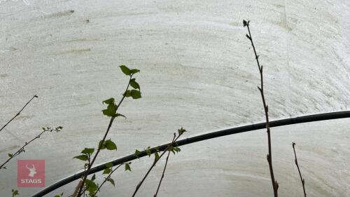 4 BETULA UTILIS 'JERMYNS' BIRCH TREES